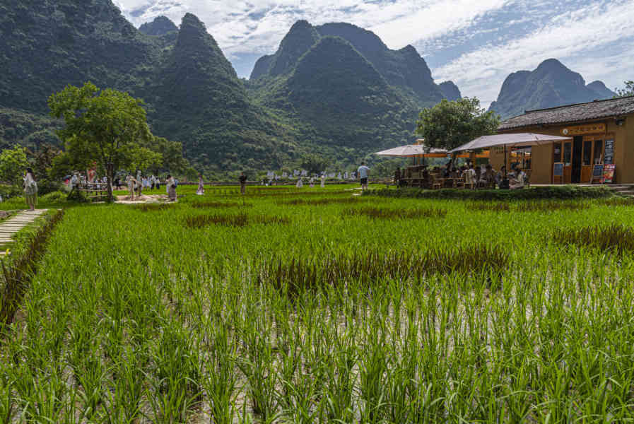 China - Yangshuo 28 - arrozales.jpg
